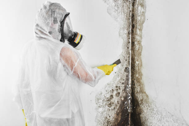 Best Certified Mold Removal  in Webb City, MO
