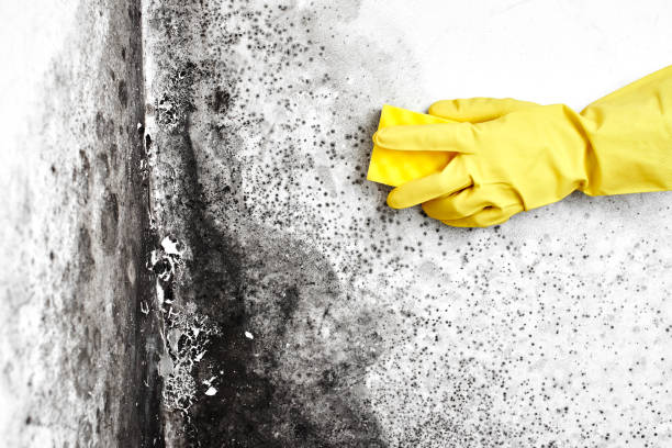 Best Residential Mold Removal  in Webb City, MO