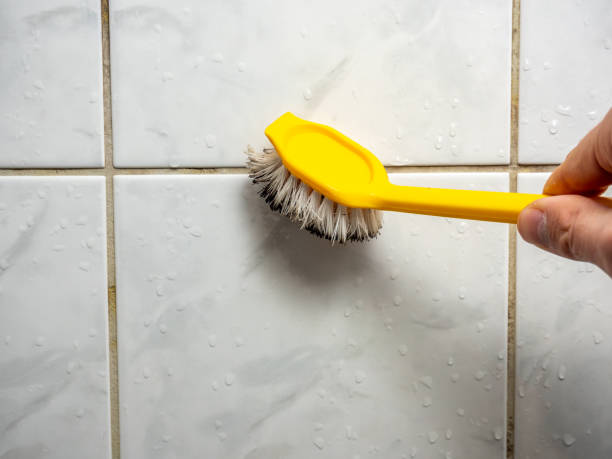 Best Mold Remediation  in Webb City, MO