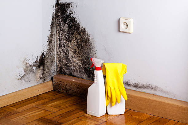 Best Same-Day Mold Removal  in Webb City, MO