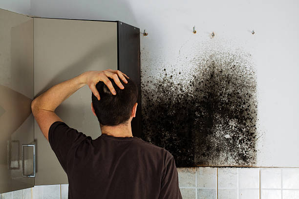 Mold Removal Process in Webb City, MO